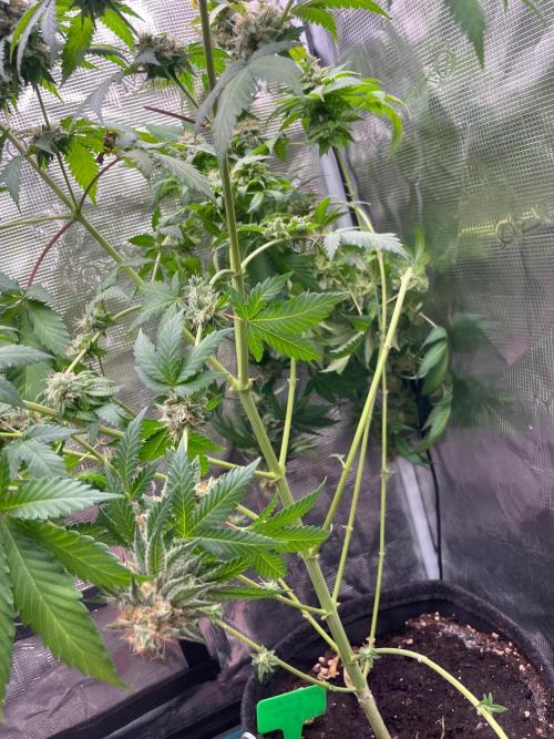 Mexican rush. Week 14