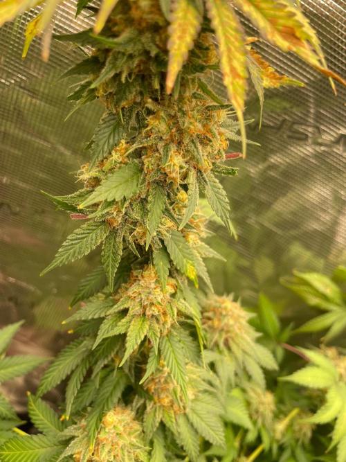 Mexican rush. Week 14