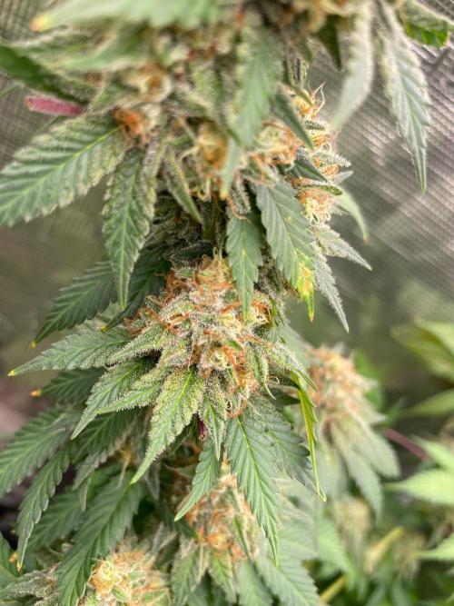 Mexican rush. Week 14