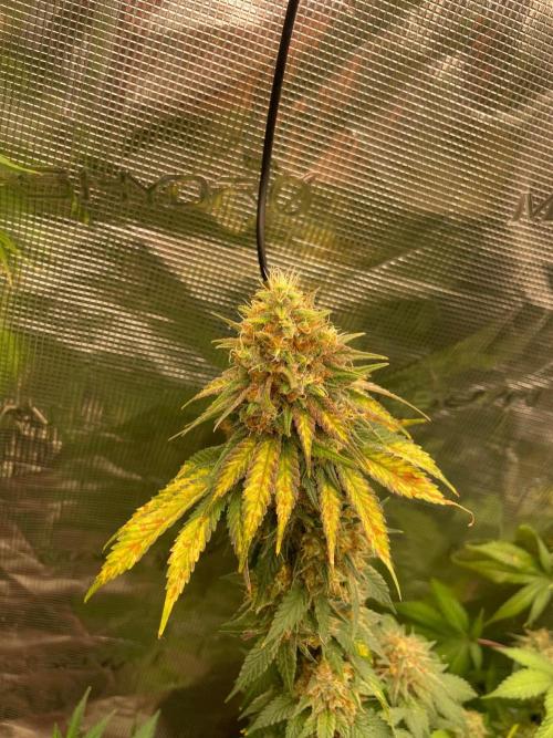 Mexican rush. Week 14