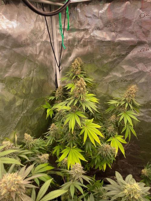 Northern lights. Week 14