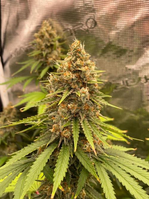 Northern lights. Week 14