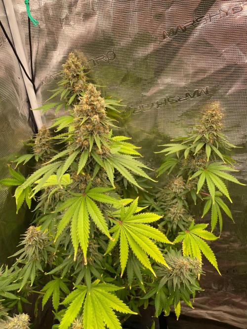 Northern lights. Week 14
