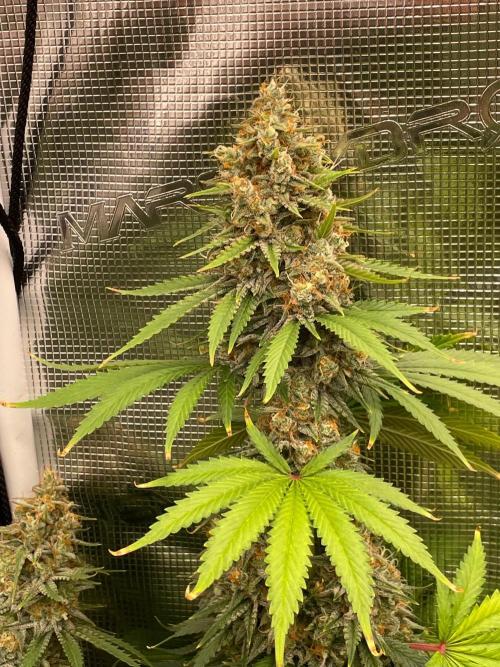 Northern lights. Week 14