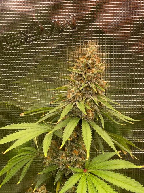 Northern lights. Week 14