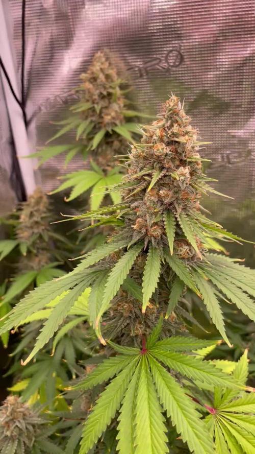 Northern lights