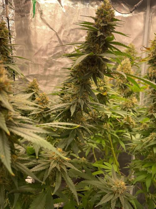 San Fernando lemon kush. Week 14