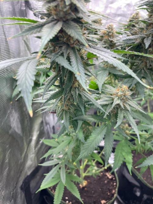 San Fernando lemon kush. Week 14
