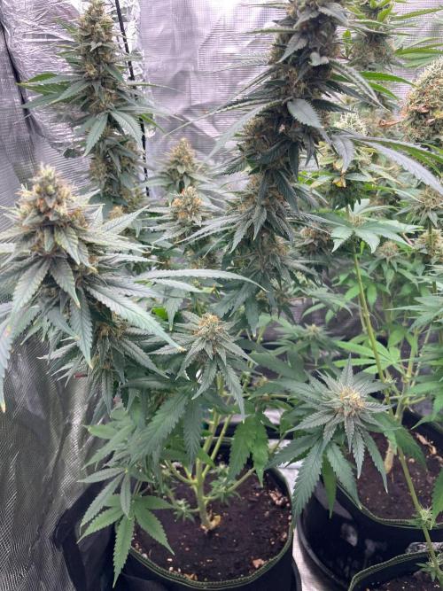 San Fernando lemon kush. Week 14