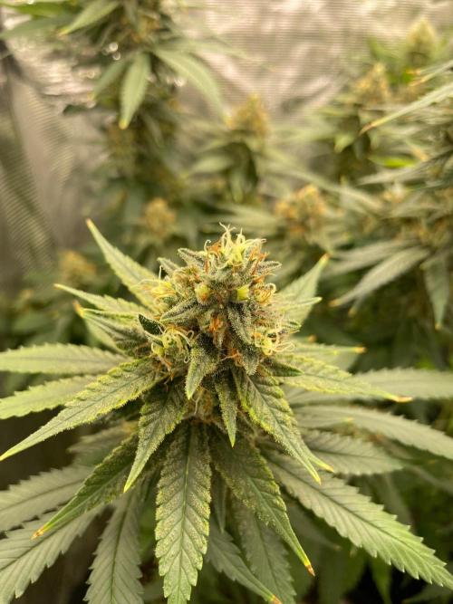 San Fernando lemon kush. Week 14