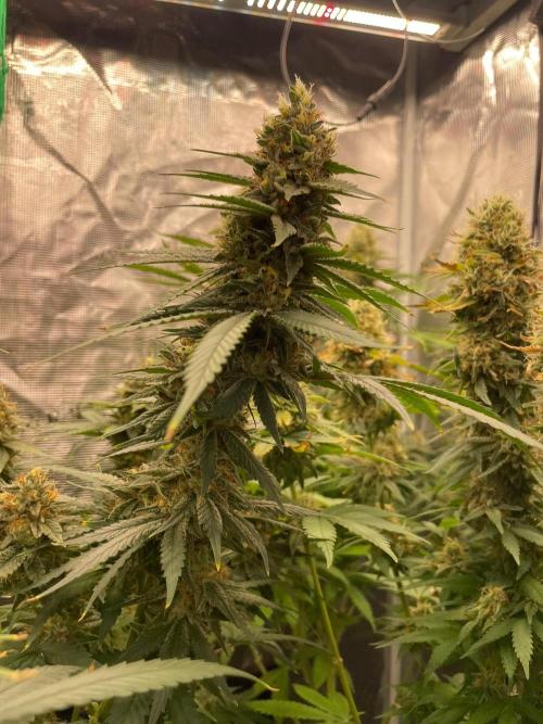 San Fernando lemon kush. Week 14