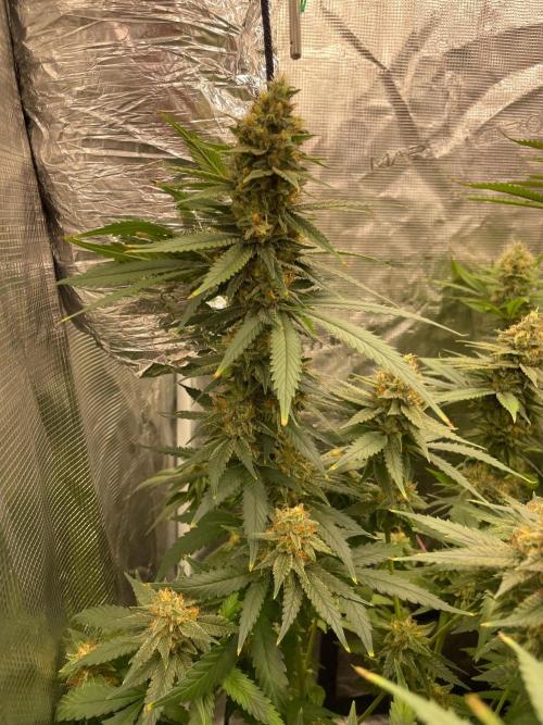 San Fernando lemon kush. Week 14