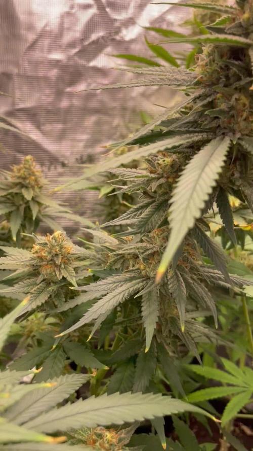San Fernando lemon kush