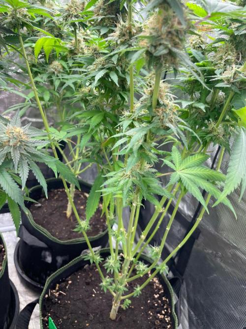Blueberry. Week 14