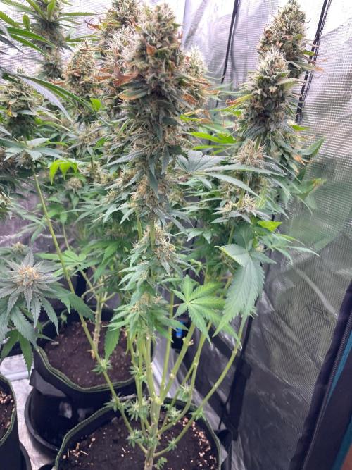 Blueberry. Week 14