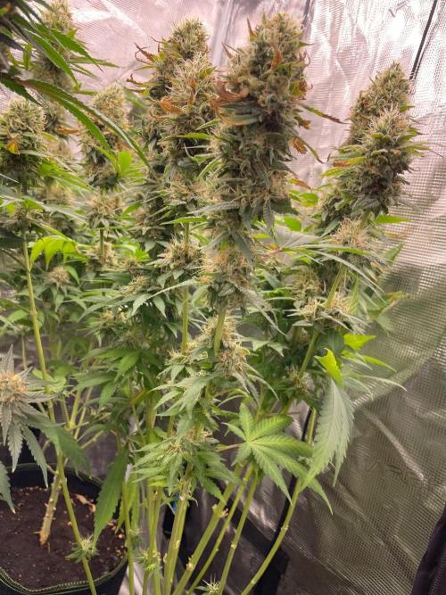 Blueberry. Week 14