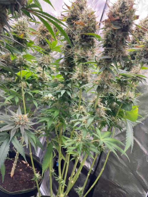 Blueberry. Week 14