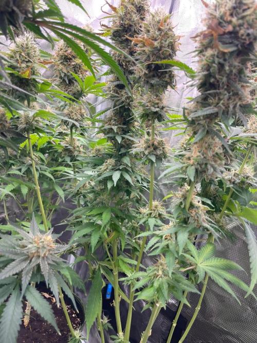 Blueberry. Week 14