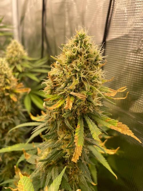 Blueberry. Week 14
