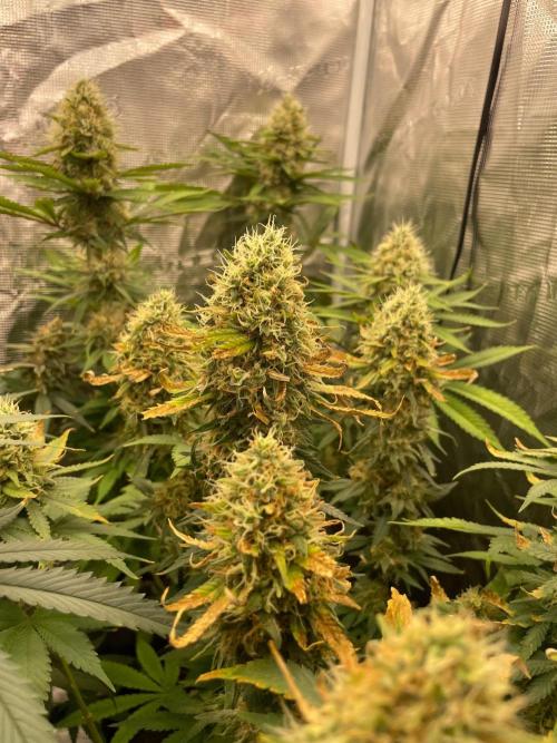 Blueberry. Week 14
