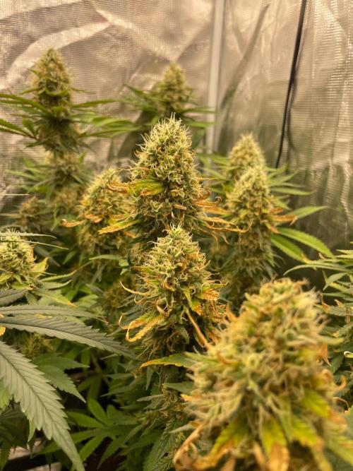 Blueberry. Week 14