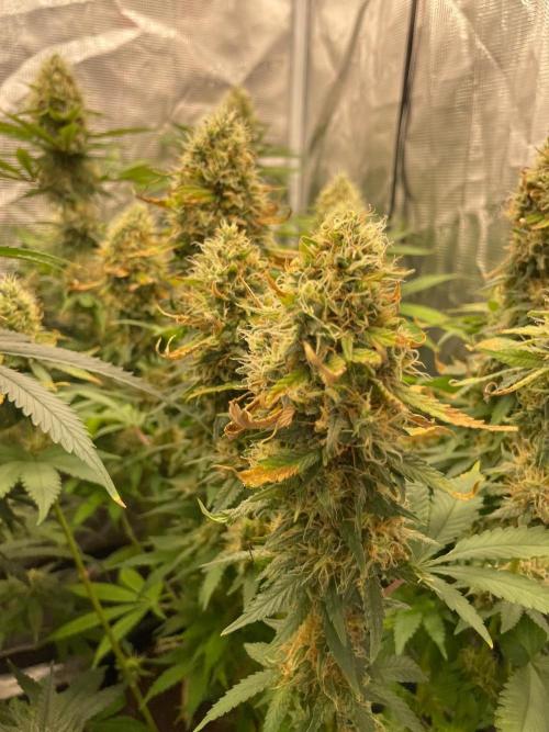 Blueberry. Week 14