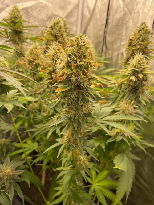 Blueberry. Week 14