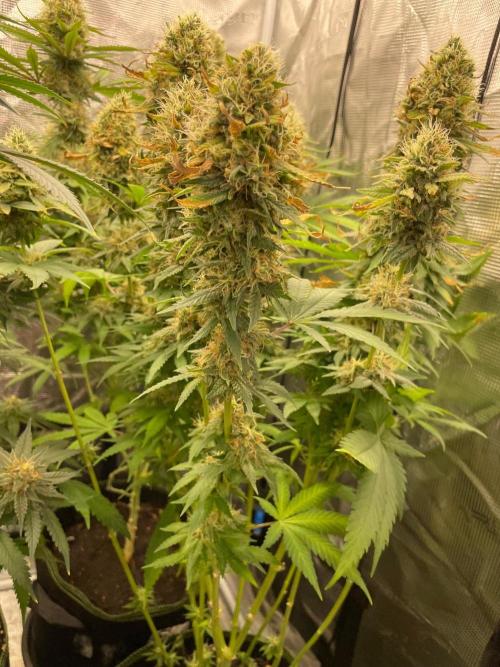 Blueberry. Week 14