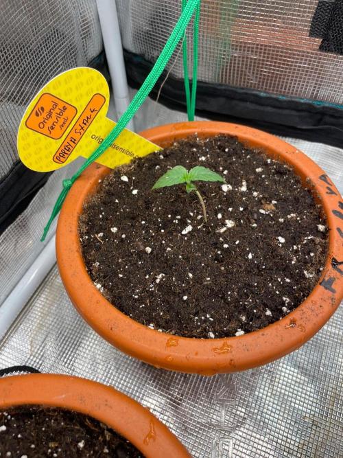 Papaya Stank. Week 1
