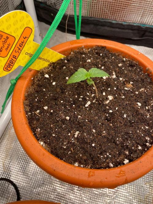 Papaya Stank. Week 1