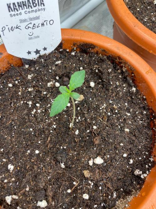 Pink Gelato. Week 1