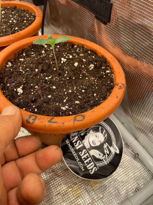 CCG SS project Sour Sherb. Week 1