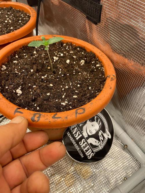 CCG SS project Sour Sherb. Week 1