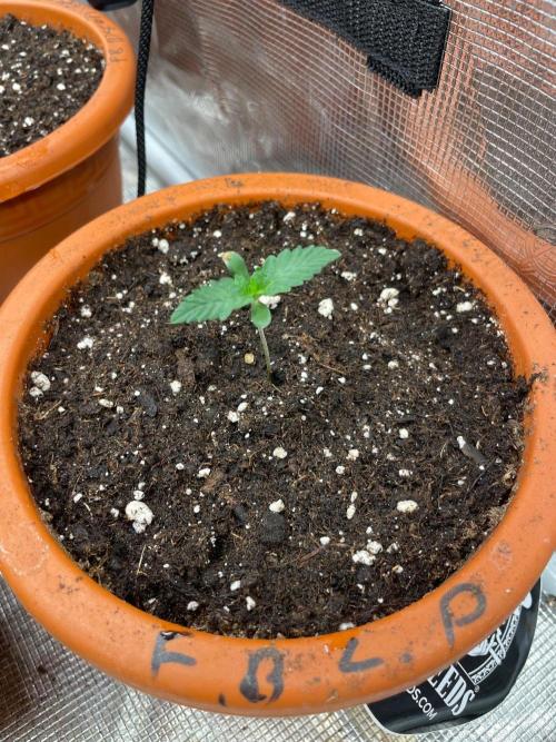 CCG SS project Sour Sherb. Week 1
