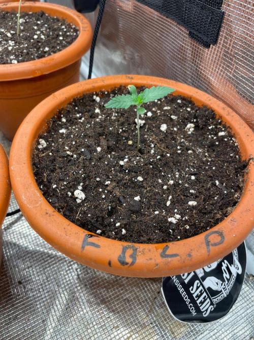 CCG SS project Sour Sherb. Week 1