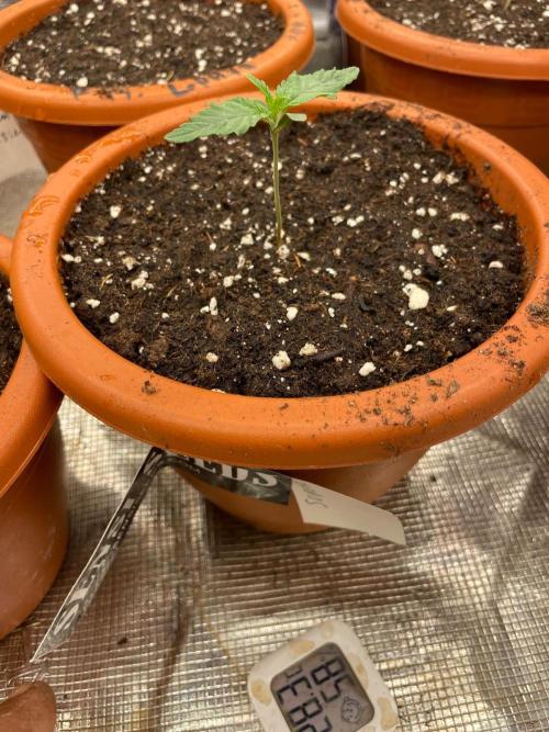 CCG SS Project Super Lemon  Cherry. Week 1