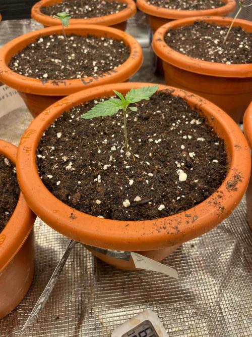CCG SS Project Super Lemon  Cherry. Week 1