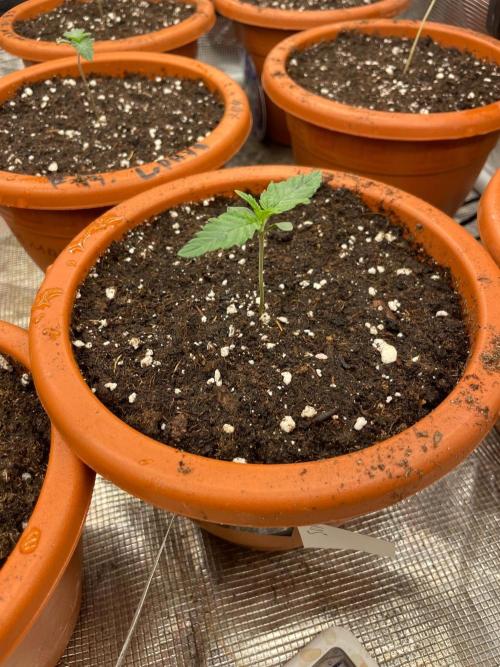 CCG SS Project Super Lemon  Cherry. Week 1