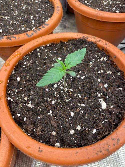 CCG SS Project Super Lemon  Cherry. Week 1