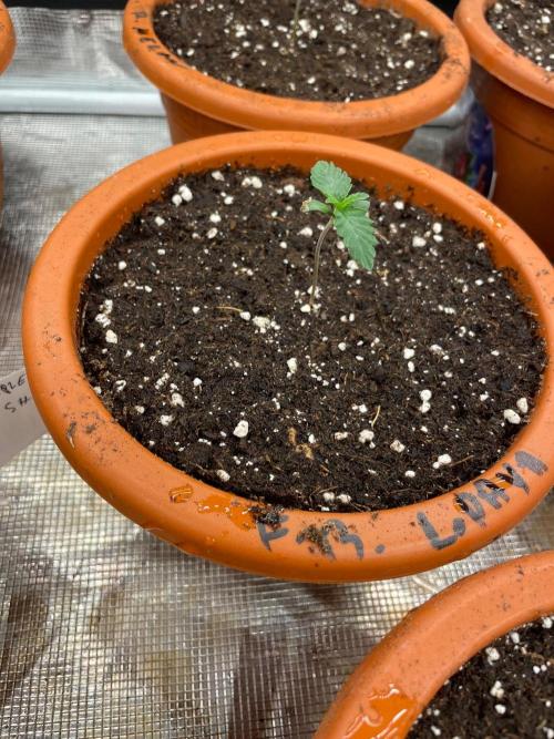 CCG SS Project Purple Panties. Week 1