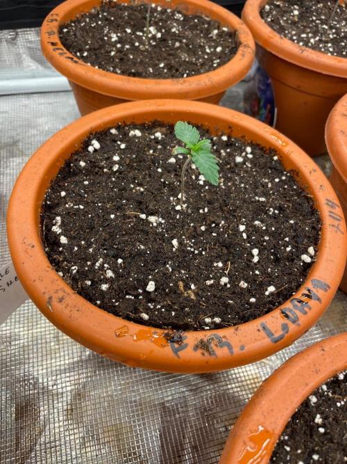 CCG SS Project Purple Panties. Week 1