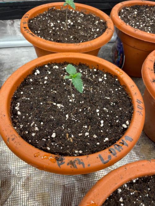 CCG SS Project Purple Panties. Week 1