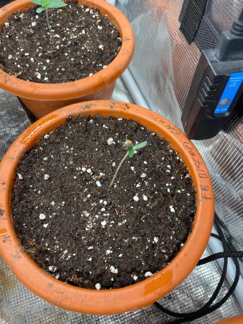Biscotti Gelato. Week 1