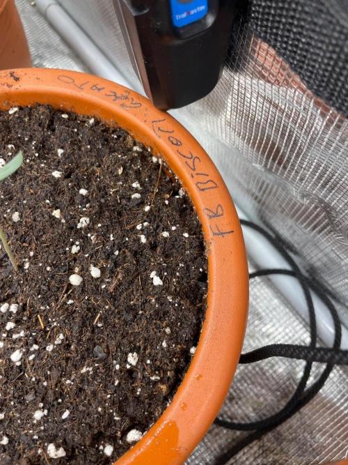 Biscotti Gelato. Week 1