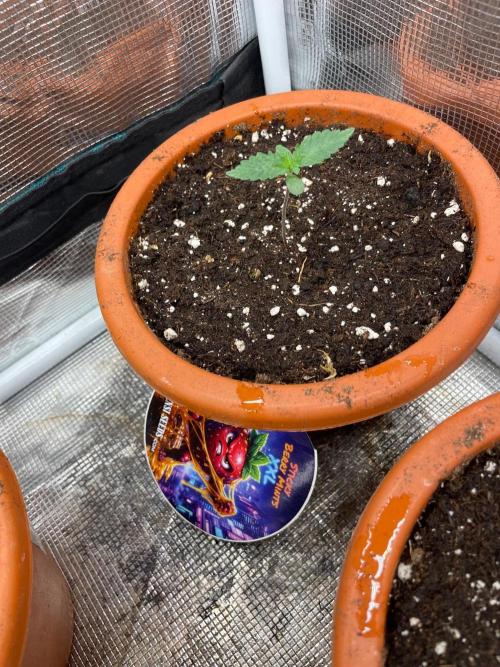 Sundae Driver. Week 1