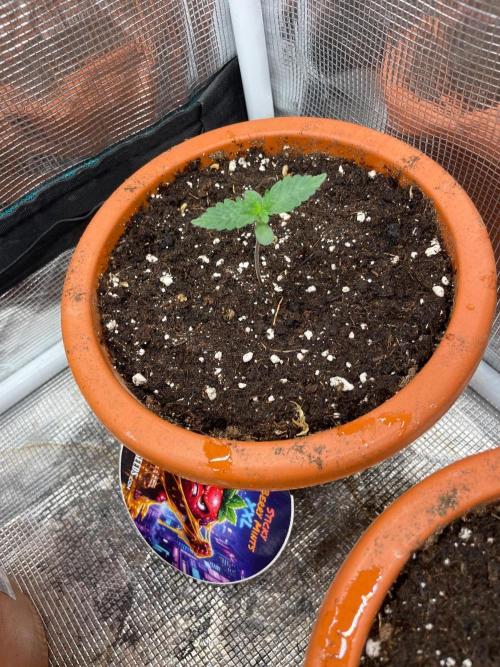 Sundae Driver. Week 1