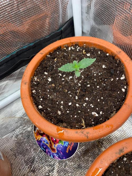 Sundae Driver. Week 1