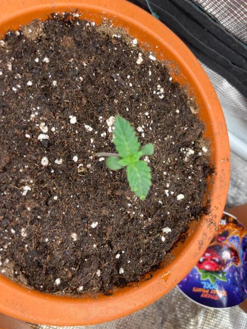 Monster Maker. Week 1