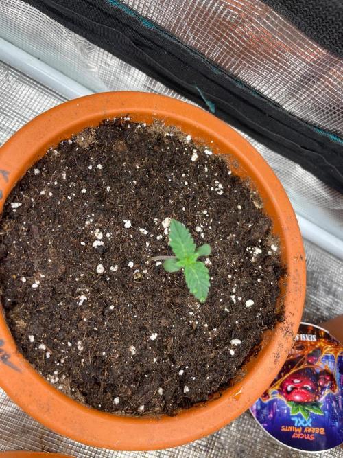 Monster Maker. Week 1