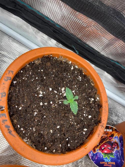 Monster Maker. Week 1